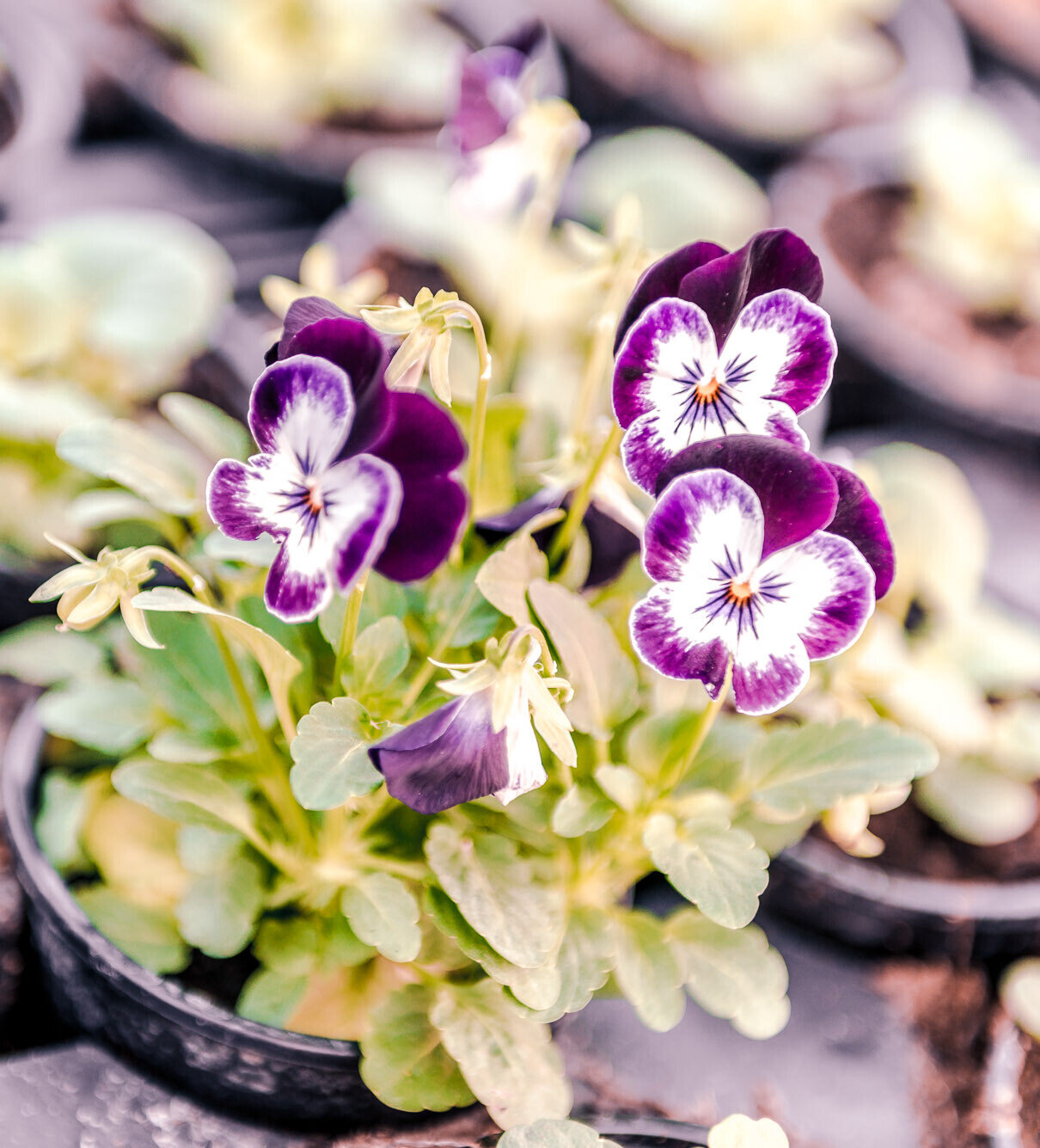 Violett-weiße Stiefmütterchen blühen in einem Topf, umgeben von weiteren Jungpflanzen in Anzuchttöpfen.