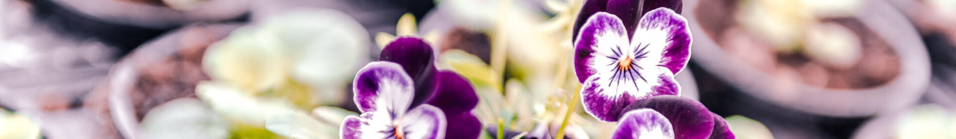 Violett-weiße Stiefmütterchen in Pflanztöpfen einer Gärtnerei, gesunde Jungpflanzen bereit zum Auspflanzen.