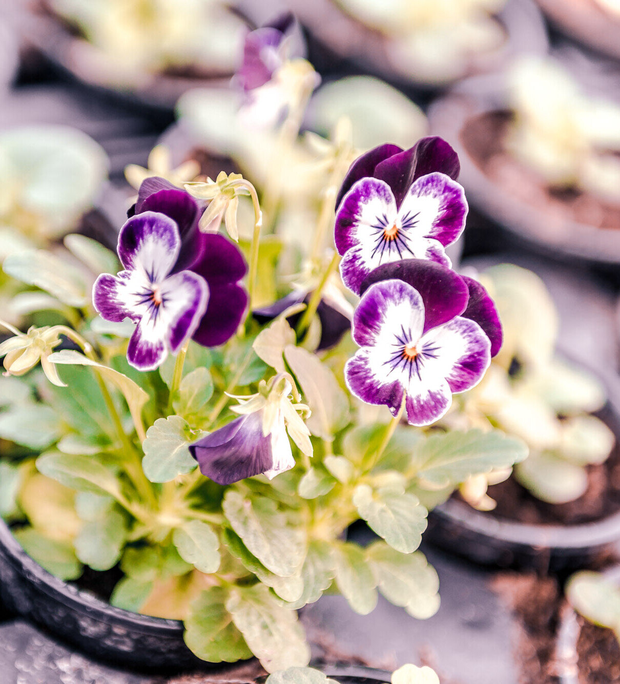 Violett-weiße Stiefmütterchen blühen in einem Topf, umgeben von weiteren Jungpflanzen in Anzuchttöpfen.