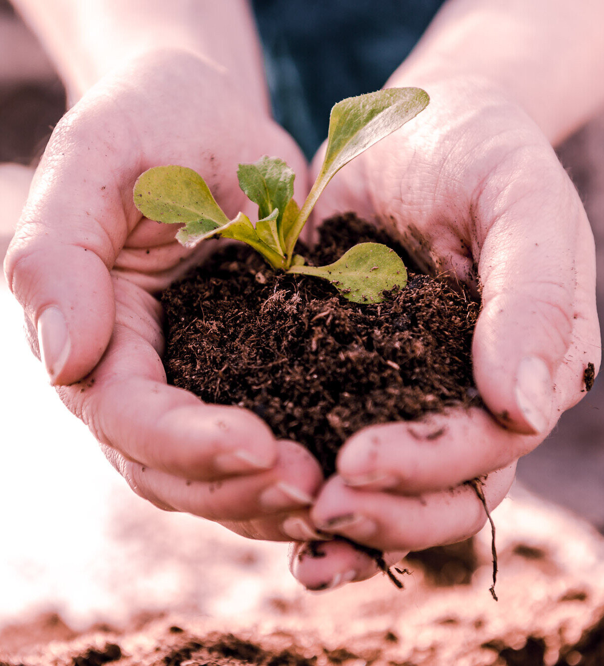 Hände halten einen jungen Setzling in Erde, Symbol für nachhaltiges Wachstum und Neuanfang im Garten.